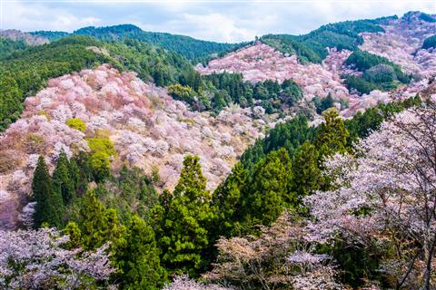 吉野山